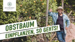 Obstbaum richtig pflanzen: Tipps vom Garten-Experten ️