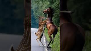 Horse  vs Deer  Real Combat  #animals #wildanimals #deer #horse #usa #trending #shorts