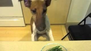 Smooth Fox Terrier Jumps for Green Beans