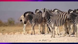 Where do ZEBRAS LIVE