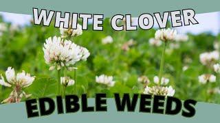 Edible Weed: WHITE CLOVER - A Lucky Find in Your Lawn (Trifolium repens)