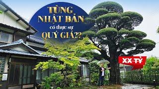 Thực hư Hàng Ngàn Cây TÙNG LA HÁN Tại Nhật Bản Có Đáng BỎ TIỀN TỶ để Sở Hữu?? | NHÀ TO