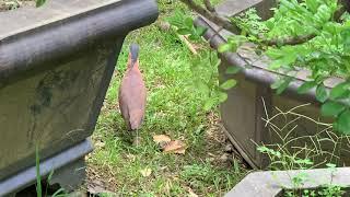 愛琴海果園咖啡廳發現一個外客， 野鳥，這種鳥給我一個感覺