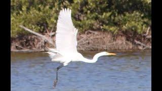 Cayman Waterbird Survey 2022