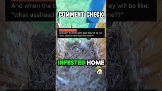 Comments Explained pt.3  #bluebirds #bluebird #birds #nest #nestbox #bluebirdnestbox #nature