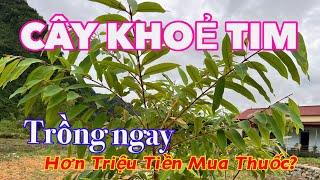 Cây Tốt Cho TIM, Triệu Tiền Mua THUỐC Chưa Chắc Đã Bằng | CTVC