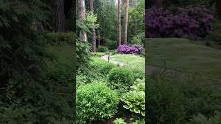 Ландшафтный дизайн лесного участка #shorts #ландшафтныйдизайн