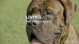 ALL ABOUT LIVING WITH ENGLISH MASTIFFS