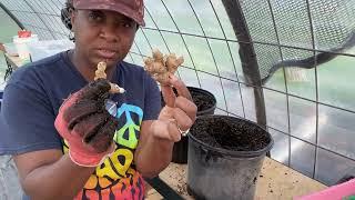 How To Grow Ginger In Containers- So Easy!