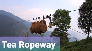 Jungpana Tea Garden | Kurseong | Trekking & Tea Ropeway