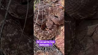Large Rattlesnake hides in plain sight 