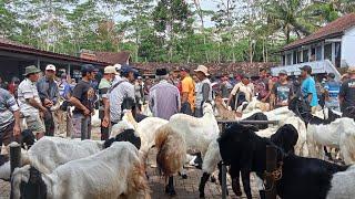 Njogo Kandang sedang live Pasar kaligesing