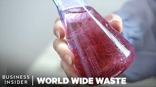 How To Make Plastic From Seaweed | World Wide Waste | Business Insider