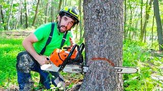 BEGINNER GUIDE TO CUTTING A TREE