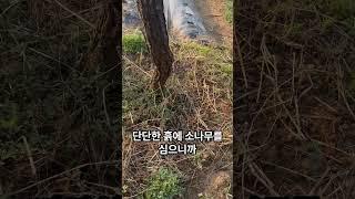 소나무는 이렇게 심어야 잘 자랍니다 나무 심는 요령