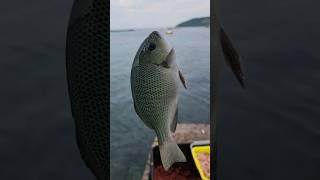 제주 생횔낚시. 바늘 삼킨 벵에. #shorts