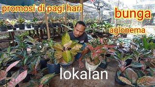 promosi bunga aglonema lokalan