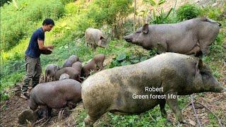 A journey of survival (part 1). Raising livestock, and growing crops. Robert | Green forest life