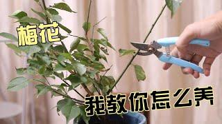 梅花怎么养？园艺师教你，轻松学会养梅花