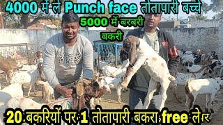 Monu Bhai ke sath ek bar fir full information about Goat farming