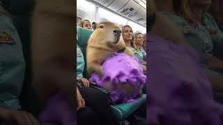 卡皮巴拉在飞机上揉出好多泡沫  Capybara rubbed a lot of foam on the plane#capybara #funny #animals #カピバラさん