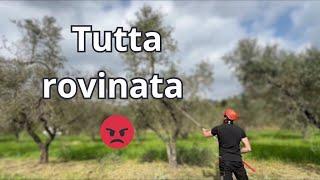 Potatura olivo…commenta tu‍️