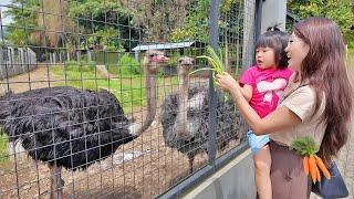 Kasih Makan Burung Unta, Monyet dan Rusa - Mengenal Binatang untuk Anak