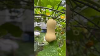 A QUICK #GARDEN TOUR 🫑| September 8, 2023 | Connecticut Garden