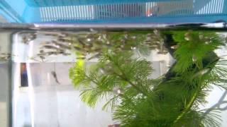 Guppy fry feeding