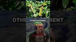 The Amazon Rainforest Is Actually Man-Made? Joe Rogan & Forrest Galante #jre