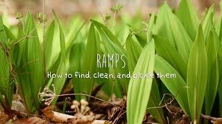 Wild Ramps: How to find, clean, and pickle them.