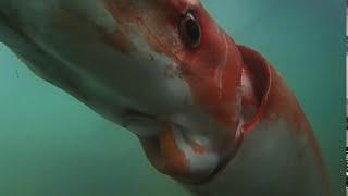 Raw: Giant Squid Makes Rare Appearance in Bay