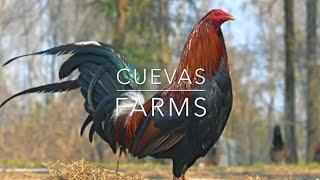 CUEVAS FARM- BLACKS,TOPPY,SWEATER,GREYS