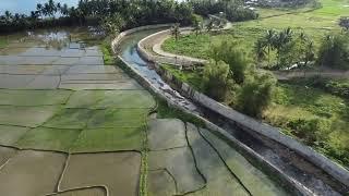 DJI Mini 2 SE Rice paddy footage- Philippines 