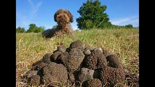 Training your dog to Truffle Hunt