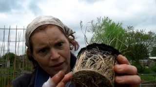 How To Plant Out Your Asparagus - Claire's Allotment part 230