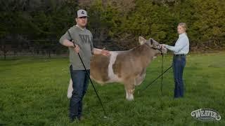 Showmanship: How To Hold A Show Stick