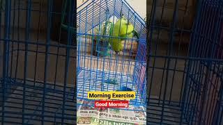 Morning Exercise | Good Morning | #shorts | #parrot | #viral #exercise | Shivani Choudhary Official
