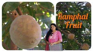 Ramphal ka ped kaisa hota hai | Ramphal tree information #ramphal  #ramfal #bullocksheart