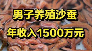 福建男子养殖沙蚕，一亩塘能卖13万元，年收入高达1500万！