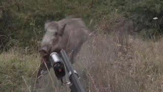 Domuz saldırısı son anda kaçabildim wild boar atack @serkanbayramoglu36 @WildBoarHuntingTV