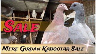 ( Sold Out )Aj Me Kuch kabootar Sale Kar Rha Hun | X Fighter Birds