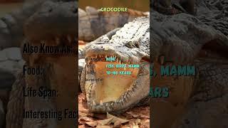 "Meet the Majestic Animals | Animal Name, Facts, and More | YouTube Shorts" #ZB24 #ZoomorphicBytes