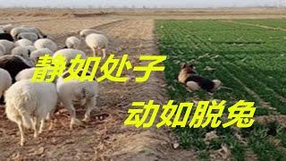 羊:让我吃一口怎么了？