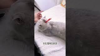 猫咪抗拒剪指甲怎么辦？分享一招