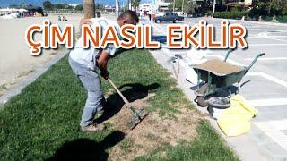 Çim ekimi nasıl yapılır. ÇİM NASIL EKİLİR. ÇİM TAMİRİ NASIL YAPILIR. Yama çim nasıl yapılır.