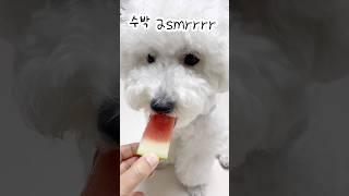 수박 잘먹는 귀여운 강아지