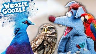 Wieso sind Vögel so bunt? l WOOZLE GOOZLE