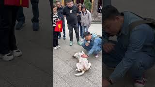 A very cute and well behaved dog in the Long Hua temple