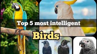 Top 5 most intelligent Birds